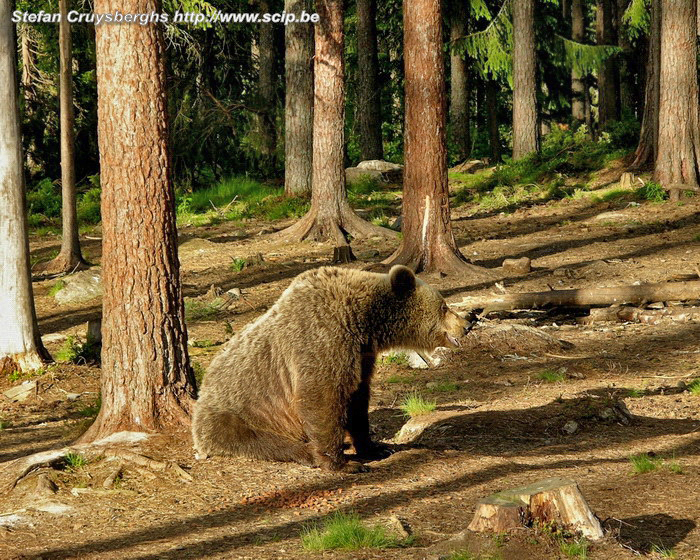 Brown bear  Stefan Cruysberghs